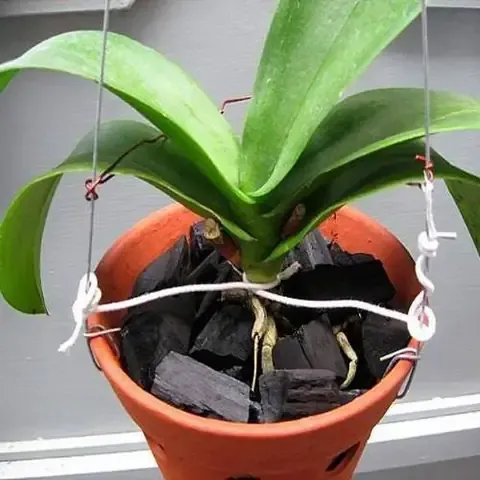 Hình ảnh bộ rễ lan được cố định chắc chắn khi thực hiện cách trồng phong lan bằng than củi