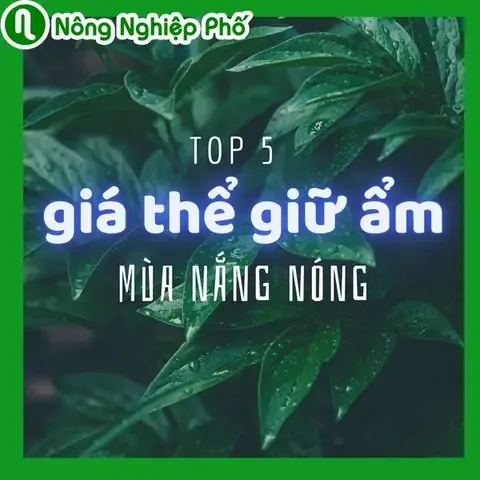 Top 5 Giá Thể Giữ Ẩm Cho Cây Mùa Nắng Nóng | Nông Nghiệp Phố