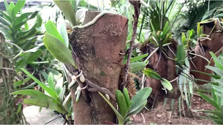 Kỹ thuật Trồng Phong Lan Hoàng Nhạn Toàn Diện tại Nhà