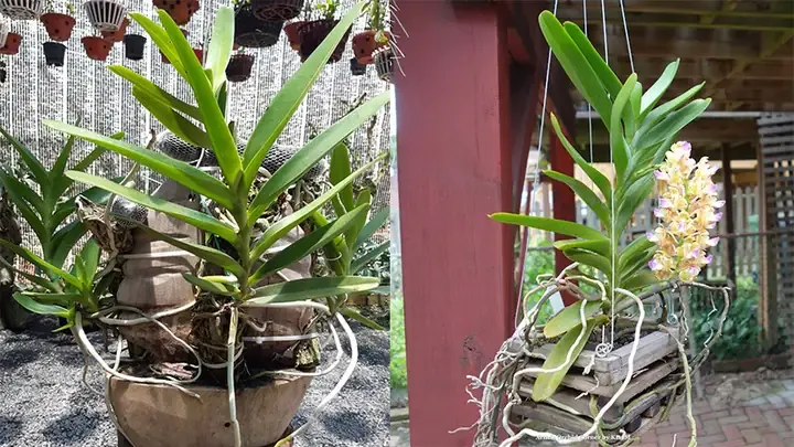 Chăm Sóc Phong Lan Hoàng Nhạn Đạt Hiệu Quả Cao