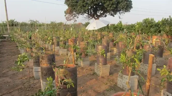 Cây Quất Bonsai Trồng Trong Bình Gốm Sứ Với Quả Vàng Rực Rỡ