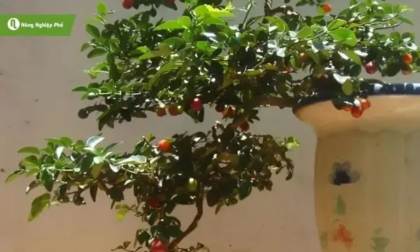 Cây Kim Quất trồng trong chậu sứ đang được tưới nước