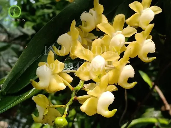 Cách trồng quế lan hương dễ thực hiện