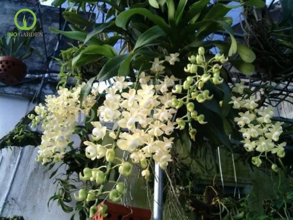 Quế lan hương là loài hoa đơn thân