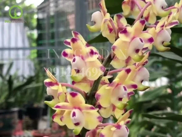 Quế lan hương có hương thơm cay nhẹ, ngát sâu