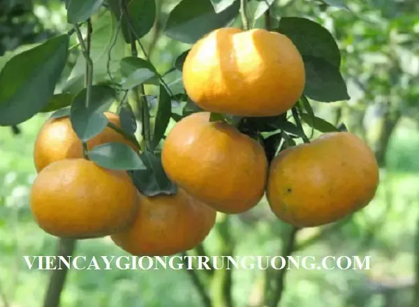 Kỹ thuật trồng quýt Thái Lan trên mô đất cao