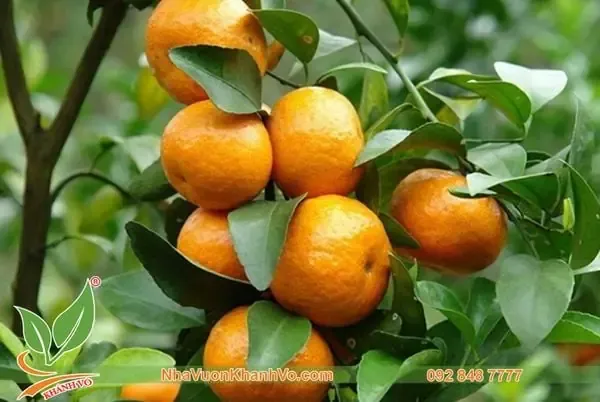 Cây quýt Thái đang đậu quả non sau khi được bón phân