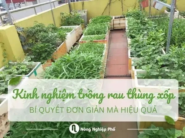 Một Số Kinh Nghiệm Trồng Rau Thùng Xốp: Bí Quyết Đơn Giản Mà Hiệu Quả