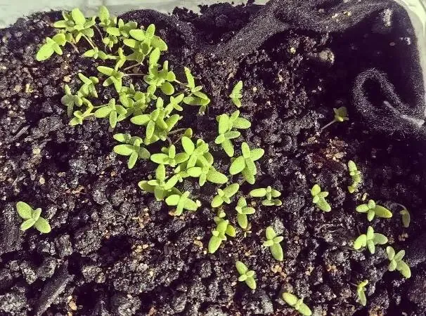 Hình ảnh khay ươm hạt rau bông tuyết đang nảy mầm