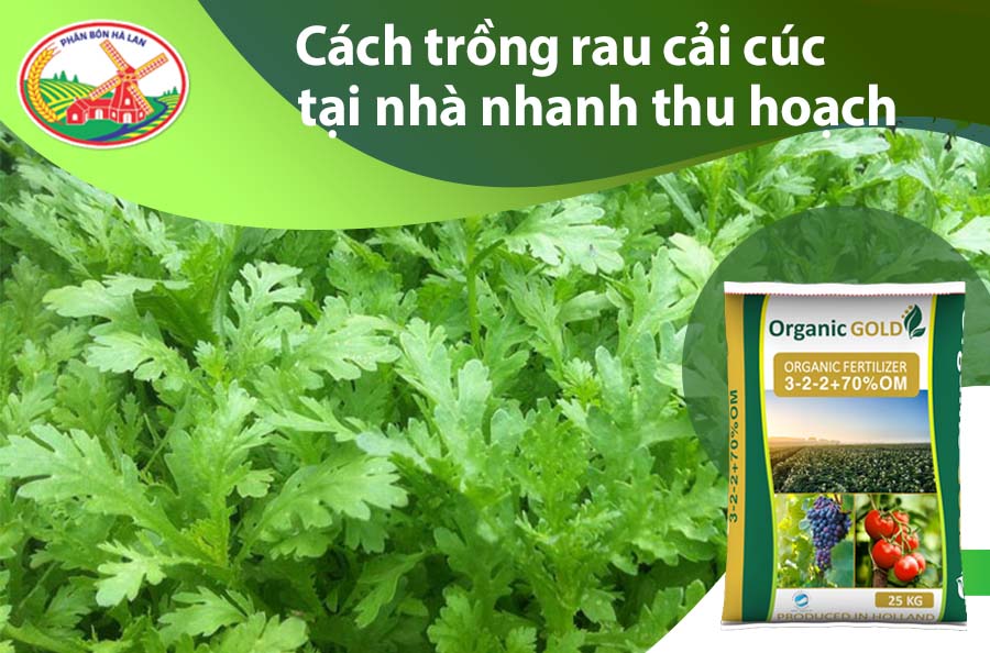 Cách Trồng Rau Cải Mầm Tại Nhà Đạt Năng Suất Và Chất Lượng Cao