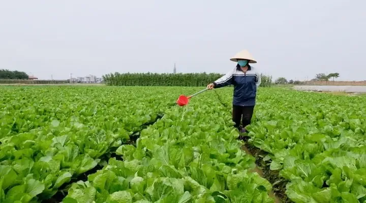 Hướng dẫn tưới nước và giữ ẩm cho rau cải trong điều kiện nắng nóng