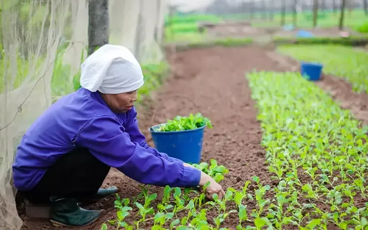 Kỹ thuật trồng rau cải mùa hè tại nhà trong thùng xốp.