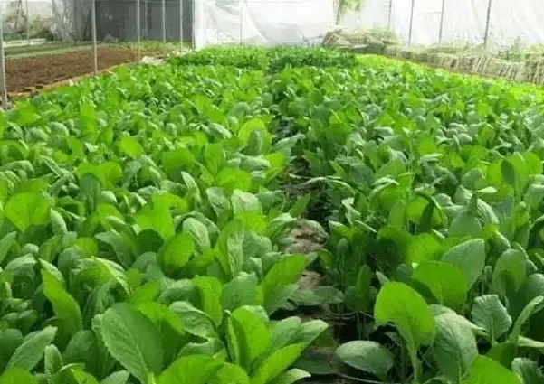 Đặc điểm nhận dạng các giống rau cải chịu nhiệt phù hợp trồng mùa hè