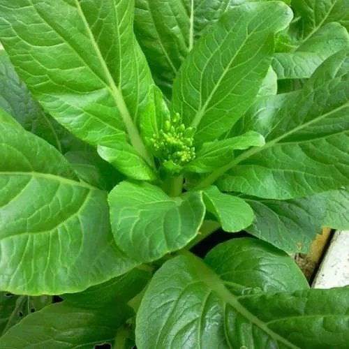 Kỹ thuật gieo trồng và chăm sóc rau cải ngồng tại vườn nhà