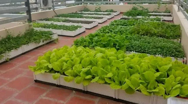 Người đang chăm sóc vườn rau cải trên sân thượng nhỏ