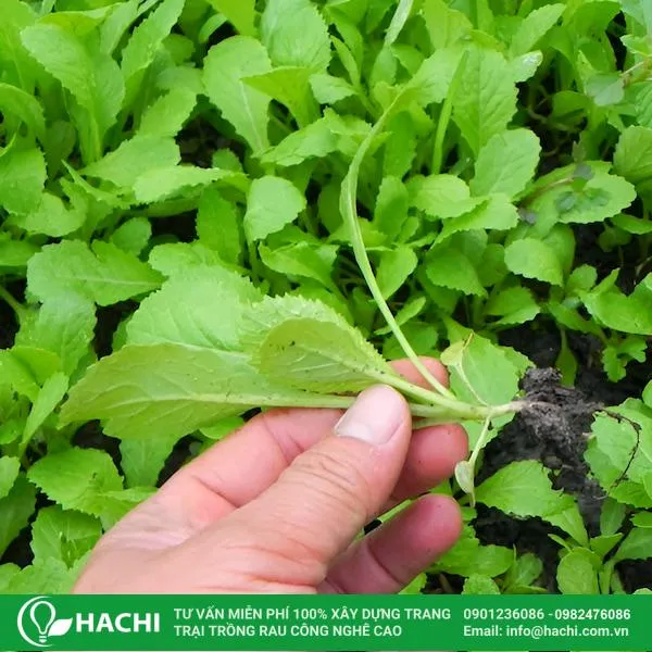 Cây giống cải xanh khỏe mạnh có từ 4 đến 5 lá thật và không có sâu bệnh