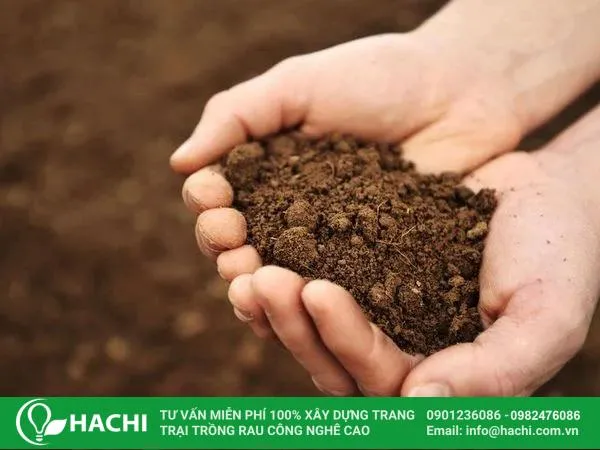 Đất tơi xốp và giàu dinh dưỡng là yếu tố quan trọng để trồng rau cải tại nhà