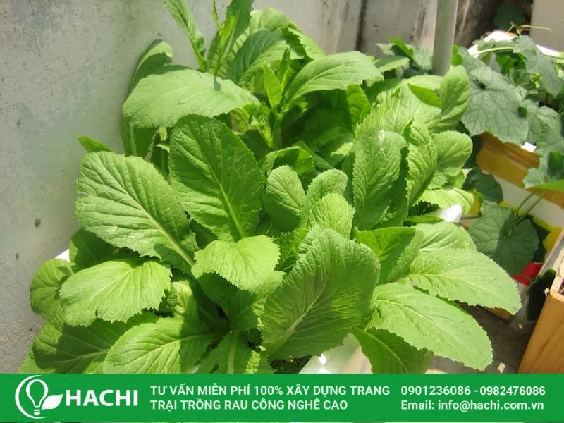 Ánh sáng và độ ẩm là hai yếu tố cần lưu ý khi áp dụng cách trồng rau cải tại nhà