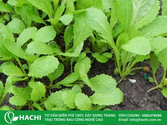 Rau cải bẹ xanh là cây thân thảo với viền lá có răng cưa