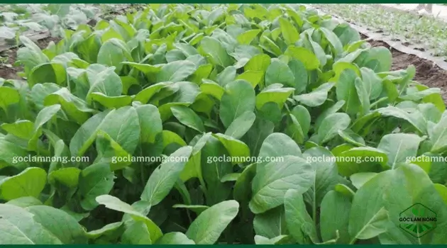 Cách Trồng Bí Xanh Sai Quả: Bí Quyết Đạt Năng Suất Vượt Trội Tại Vườn