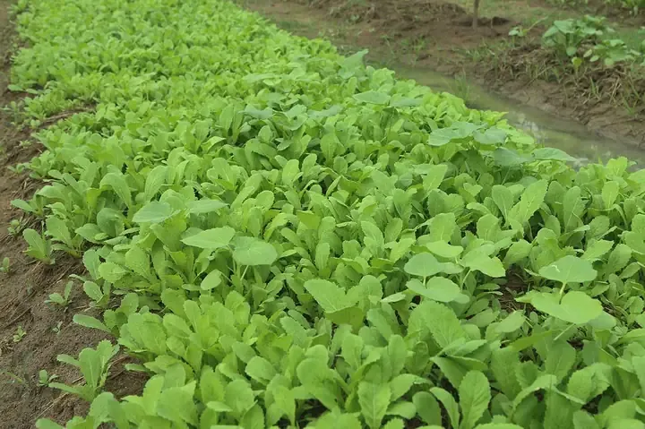 Quá trình tỉa thưa cây non giúp tăng năng suất và chất lượng cho rau cần biển