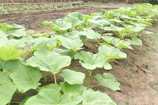 Hướng dẫn trồng rau cần biển tại nhà theo kỹ thuật canh tác bền vững