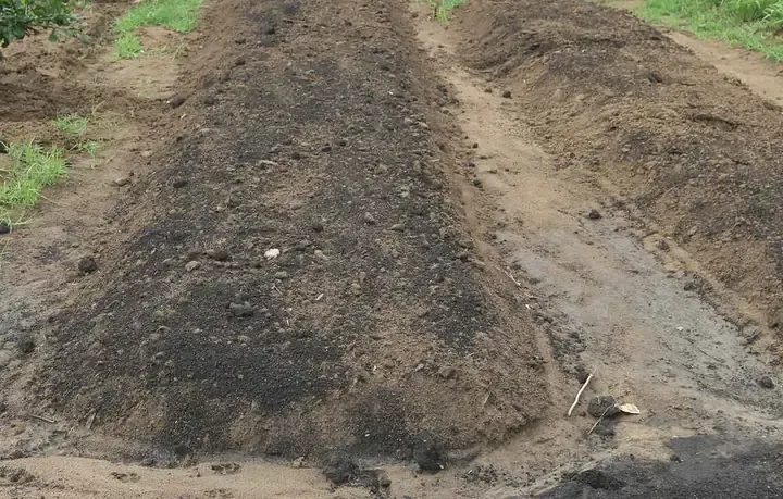 Luống rau cần biển sạch được trồng theo mô hình tiêu chuẩn tại vườn