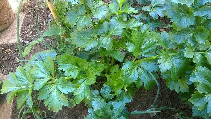 Cách Trồng Cần Tây Bằng Hạt: Bí Quyết Đạt Năng Suất Tối Đa Tại Vườn Nhà