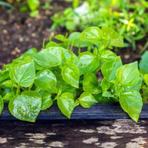 Cách Trồng Cây Rau Càng Cua Với Lá Hình Trái Tim