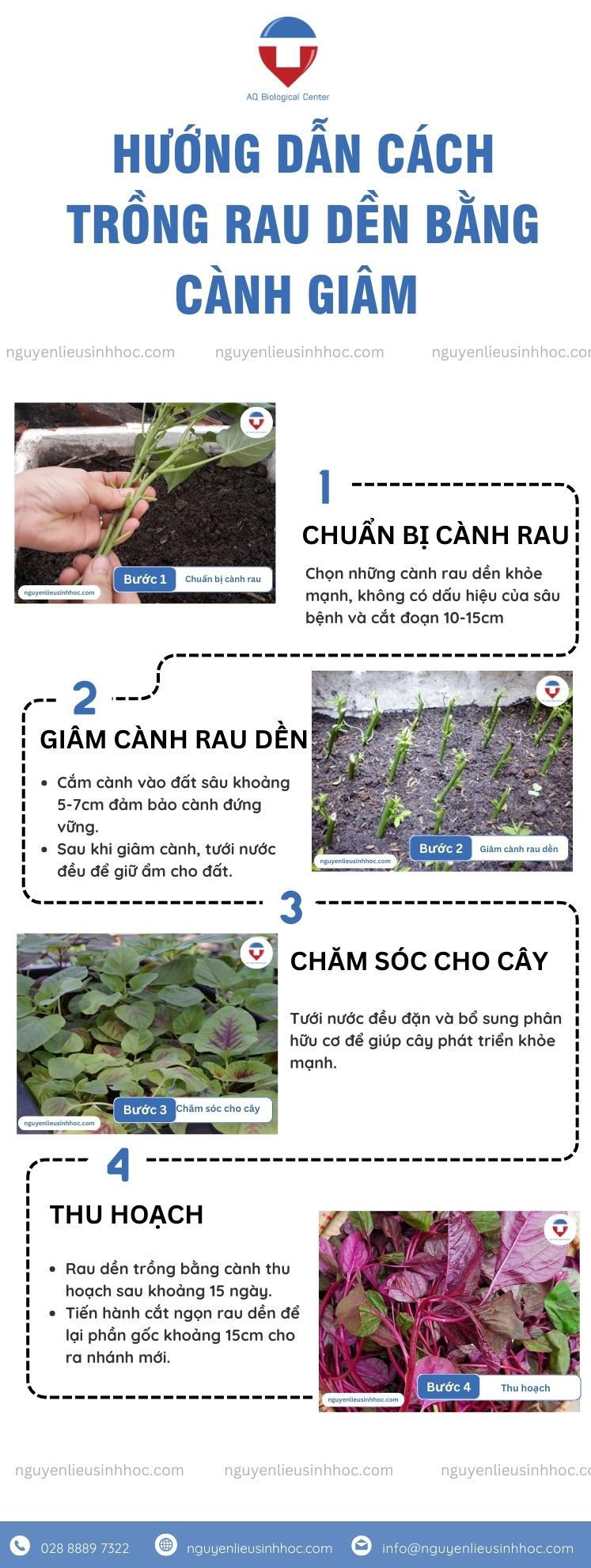 Cách Trồng Rau Dền Xanh Tại Nhà Đạt Năng Suất Cao Nhất