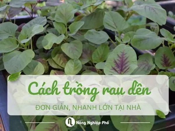 Cách Trồng Rau Dền Xanh Tại Nhà Đạt Năng Suất Cao Nhất
