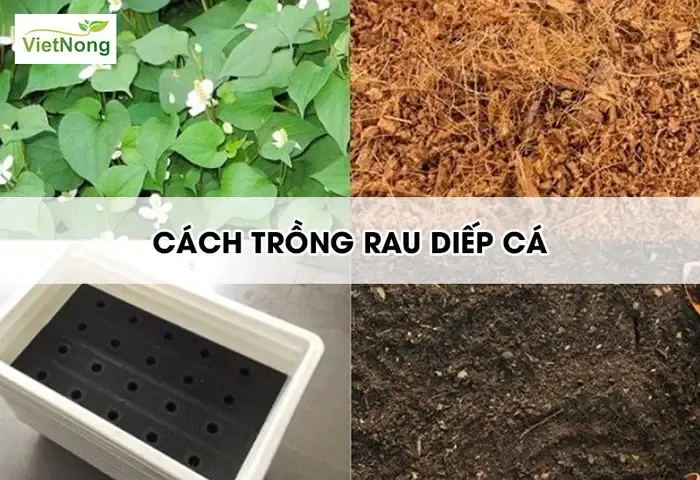 Cảnh gieo hạt rau diếp cá trong chậu đất hoặc khay ươm