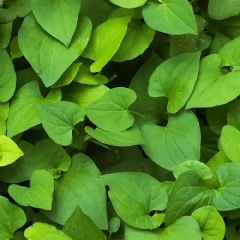 Rau Diếp Cá Tươi Ngon Dễ Trồng Tại Nhà