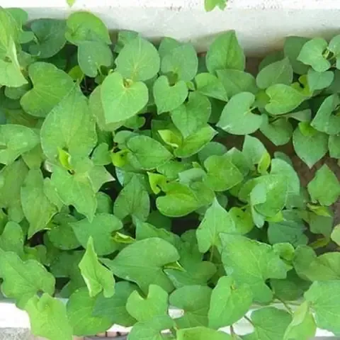 Thao tác chuẩn bị đất và thùng trồng rau diếp cá