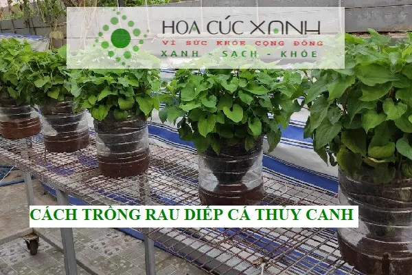 Cấu tạo hệ thống trồng rau diếp cá thủy canh