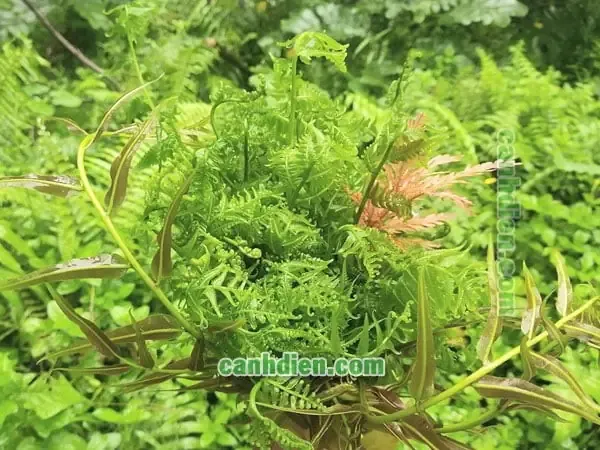 Hình ảnh thu hoạch ngọn rau dớn non tươi xanh trong vườn