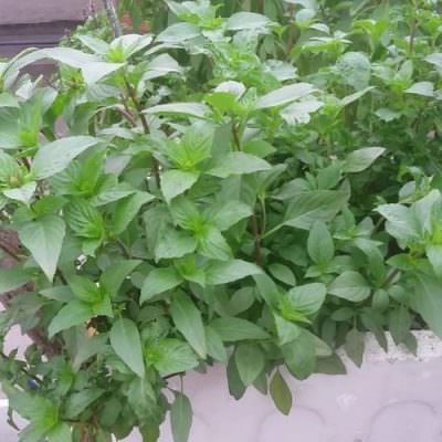 Cách Trồng Rau Húng Quế Bằng Cành Đạt Năng Suất Cao Tại Nhà