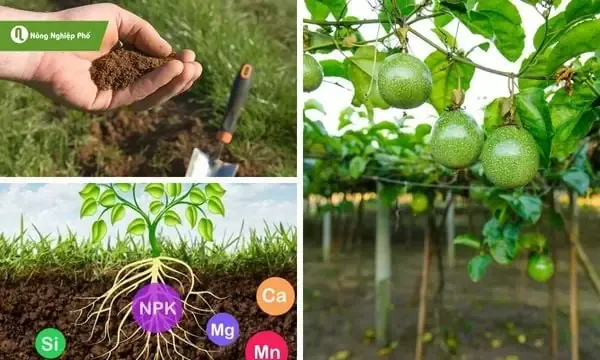 Các bước chuẩn bị giá thể và dung dịch dinh dưỡng cho hệ thống khí canh