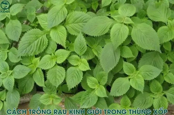 Rau kinh giới đang được trồng trong thùng xốp tiện lợi