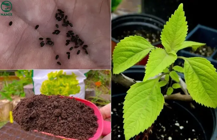 Phương pháp trồng rau kinh giới bằng hạt giống