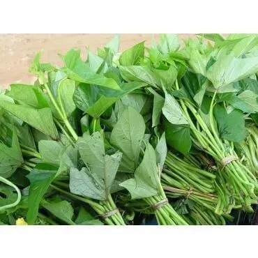 Thành quả thu hoạch rau lang tươi ngon sau 30 ngày giâm cành, minh chứng cho kỹ thuật chăm sóc thành công