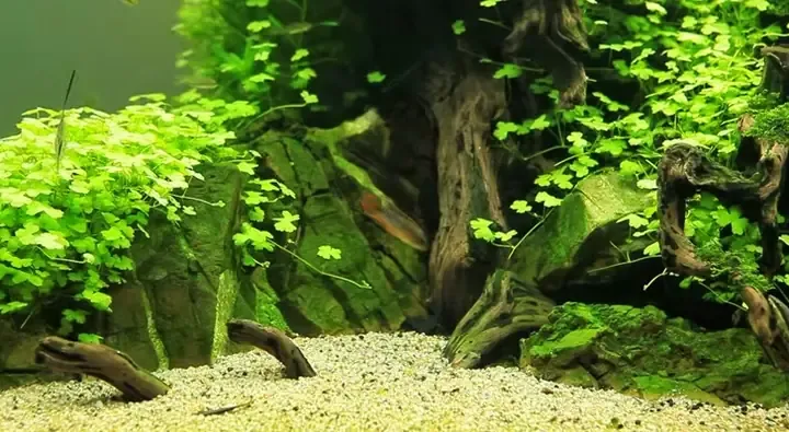 Chăm sóc rau má dù thủy sinh tại nhà để đạt năng suất cao nhất