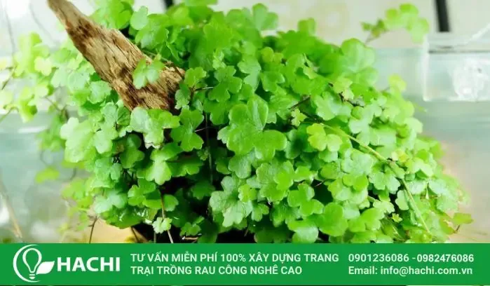 Kỹ thuật tỉa rau má dù thủy sinh giúp cây phân nhánh khỏe mạnh