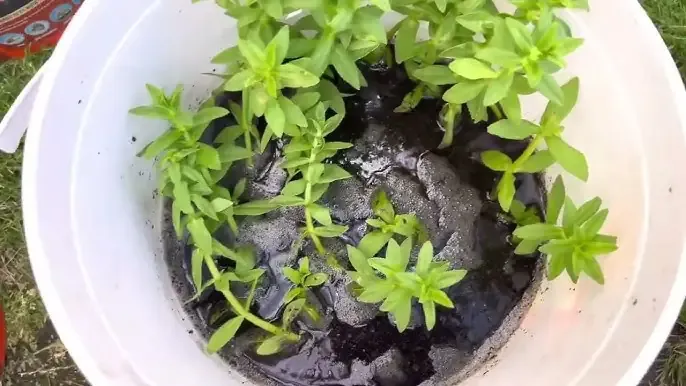 Rau má hương thủy sinh dễ dàng trồng tại nhà với các bước đơn giản