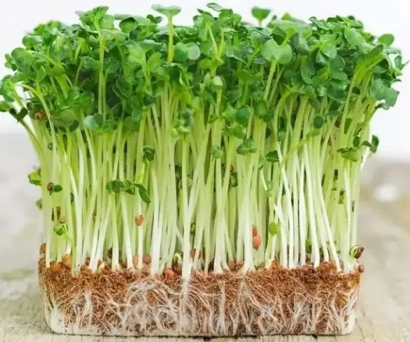 Rau mầm bông cải xanh trong giai đoạn phát triển, cần ánh sáng khuếch tán để lên màu xanh tươi