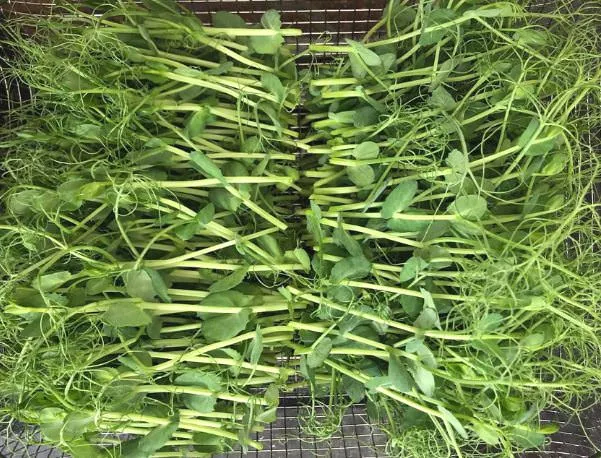 Hình ảnh thu hoạch mầm lan đậu Hà Lan khi đạt chiều cao tối ưu