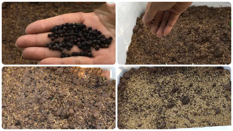 Gieo hạt mồng tơi