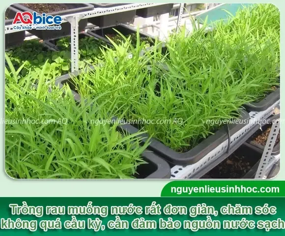 Tìm Hiểu Về Cách Trồng Rau Muống Nước