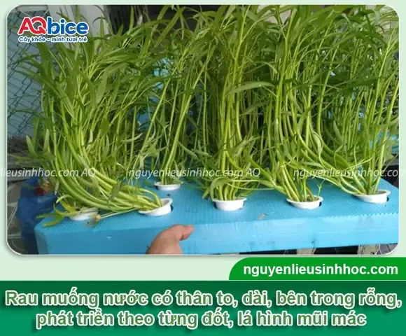 Đặc Điểm Hình Thái Của Rau Muống Nước