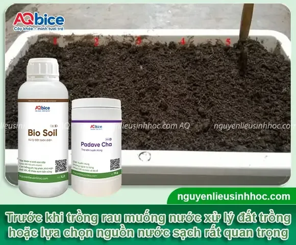 Xử Lý Đất Trồng Rau Muống